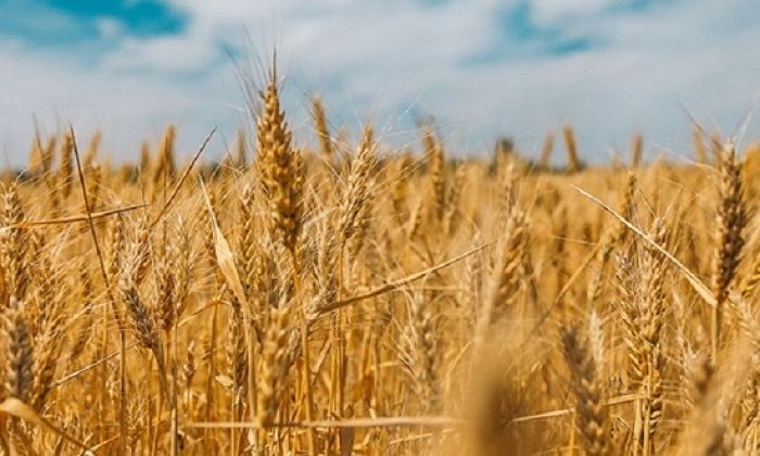 &Gamma;&iota;&alpha;&tau;ί &mu;&pi;&omicron;&rho;&epsilon;ί &nu;&alpha; &pi;&omicron;ύ&mu;&epsilon; &laquo;&tau;&omicron; &psi;&omega;&mu;ί &psi;&omega;&mu;ά&kappa;&iota;&raquo;&hellip;