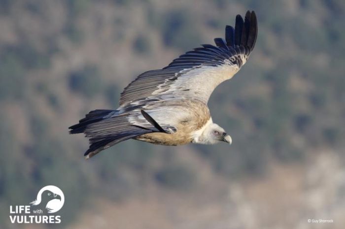 &Pi;&rho;ό&gamma;&rho;&alpha;&mu;&mu;&alpha; &delta;&iota;ά&sigma;&omega;&sigma;&eta;&sigmaf; &tau;&omicron;&upsilon; &gamma;ύ&pi;&alpha; &sigma;&tau;&eta;&nu; &Kappa;ύ&pi;&rho;&omicron;