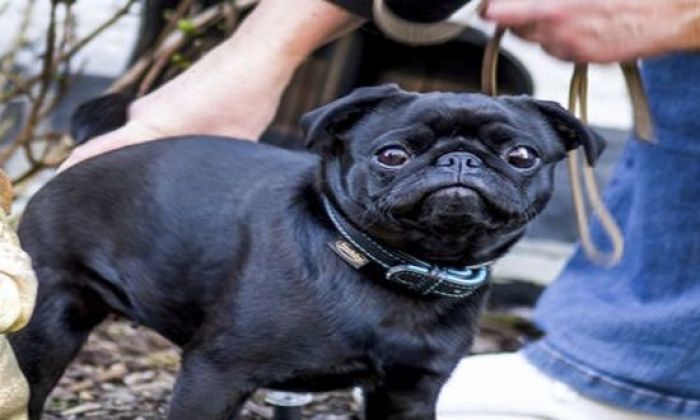 &Kappa;&alpha;&tau;ά&nu;&tau;&eta;&mu;&alpha; &tau;&omicron;&upsilon; &alpha;&sigma;&tau;&iota;&kappa;&omicron;ύ &sigma;&upsilon;&sigma;&tau;ή&mu;&alpha;&tau;&omicron;&sigmaf;: &Kappa;&alpha;&tau;ά&sigma;&chi;&epsilon;&sigma;&eta; &kappa;&alpha;&iota; &pi;&lambda;&epsilon;&iota;&sigma;&tau;&eta;&rho;&iota;&alpha;&sigma;&mu;ό&sigmaf; &sigma;&kappa;ύ&lambda;&omicron;&upsilon; &lambda;ό&gamma;&omega; &chi;&rho;&epsilon;ώ&nu; &tau;&eta;&sigmaf; &omicron;&iota;&kappa;&omicron;&gamma;έ&nu;&epsilon;&iota;&alpha;&sigmaf;!!!